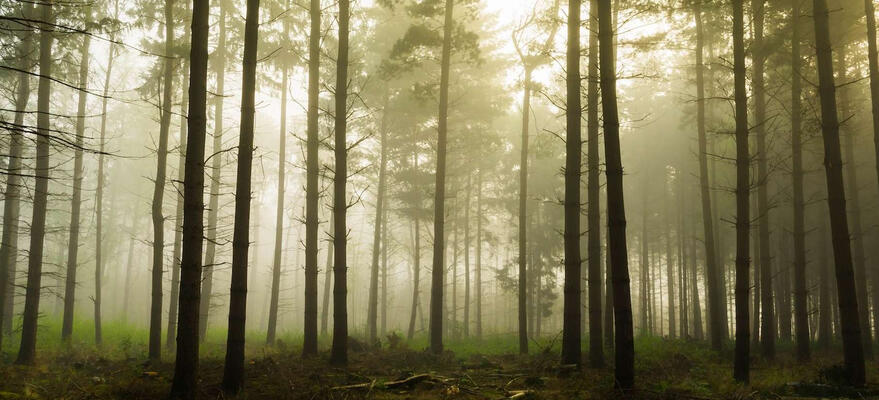 foret jpg