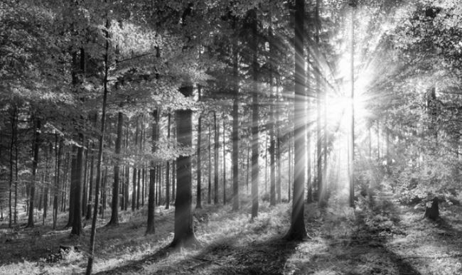 L'investissement forestier, des avantages méconnus !